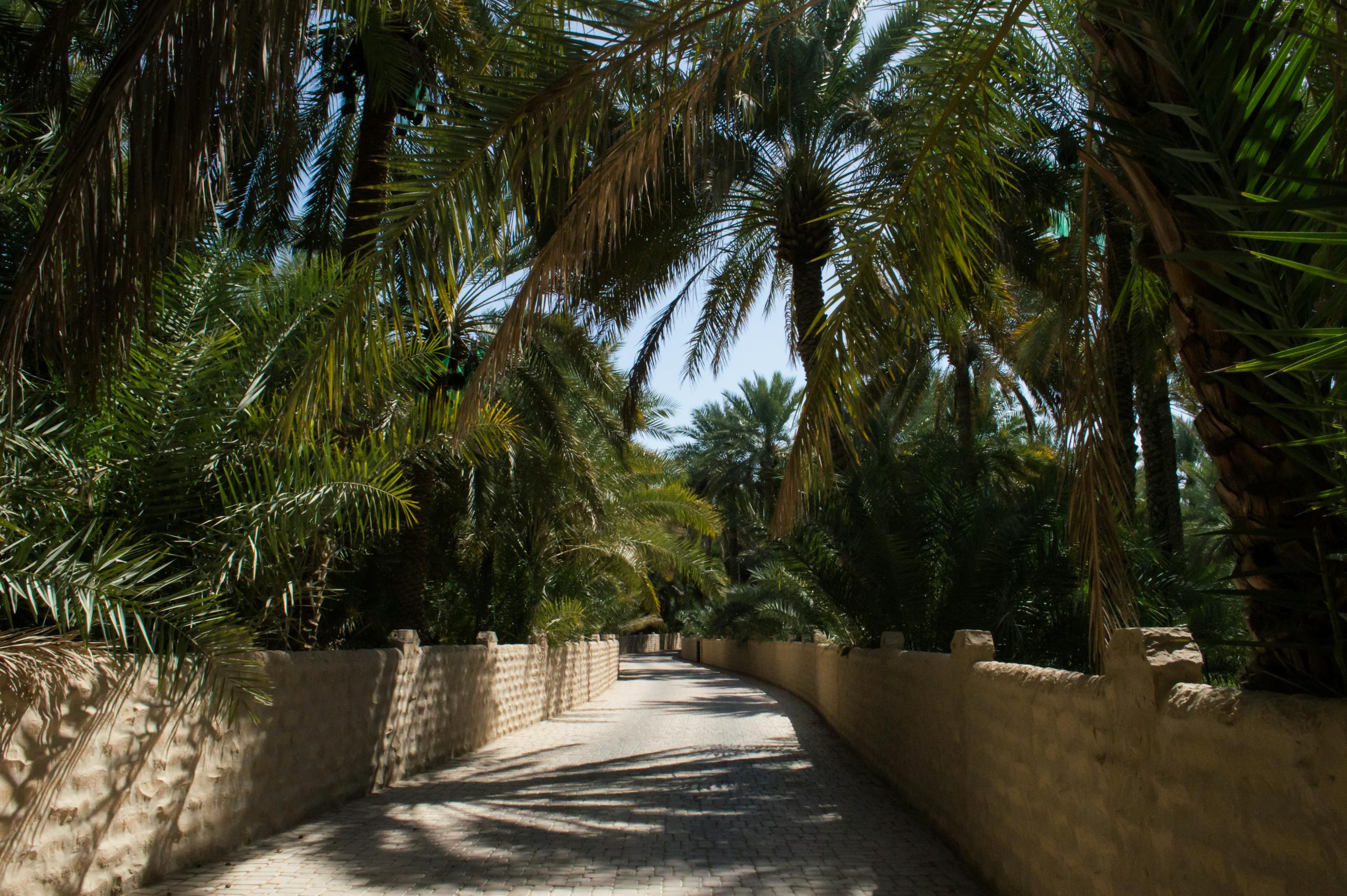 A serene palm tree pathway in Al Ain Oasis, Abu Dhabi, showcasing tropical vegetation.